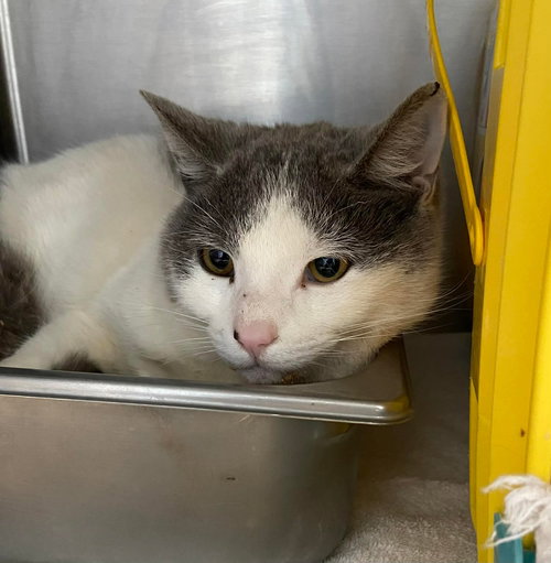 Benji - At shelter