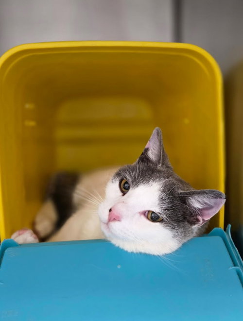Benji - At shelter