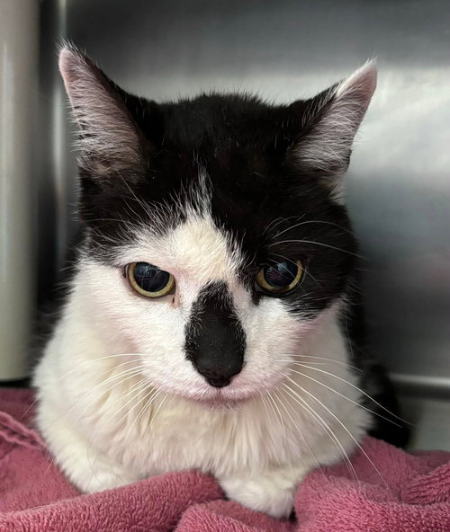 Arnie: Not at shelter (Anne M)