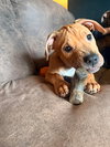 Arlo: Placement Pending