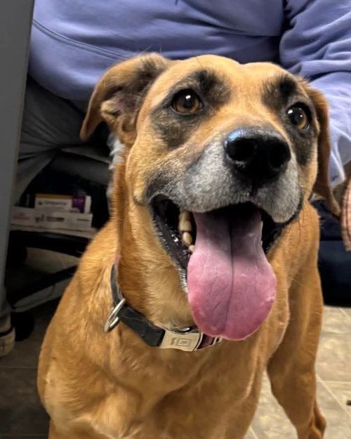 Marley - At the Shelter