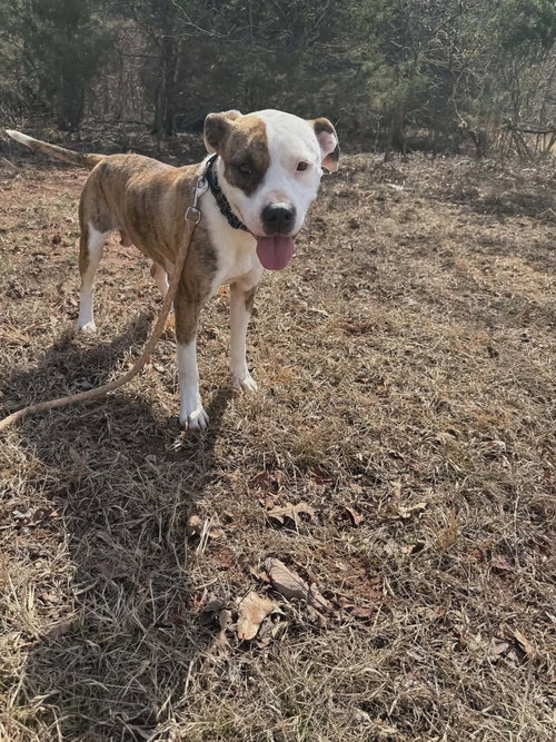 Rebel - At the Shelter