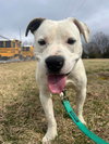 Ghost: Not At shelter (Tiffany)