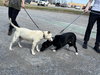 Ghost: Not At shelter (Tiffany)