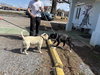 Ghost: Not At shelter (Tiffany)