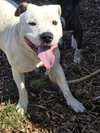Ghost: Not At shelter (Tiffany)