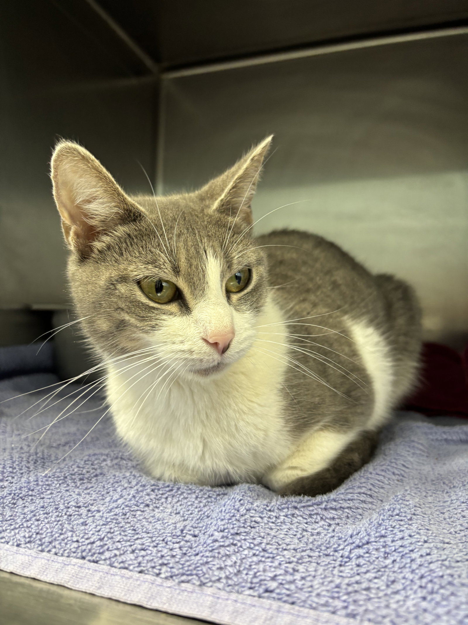 TuTu (aka Mairi): Not At shelter (Joan) Image