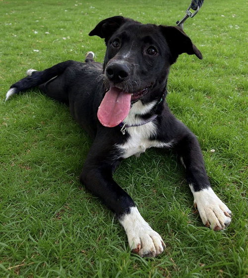 Rose Oreo: At the shelter