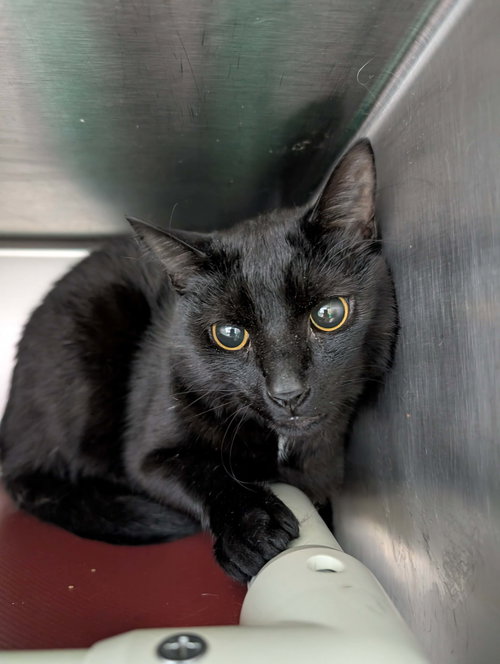 Arnold - At shelter