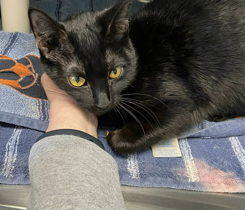 Birdie - At shelter
