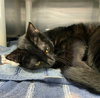 Birdie - At shelter