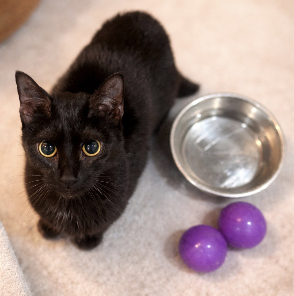Birdie: Visit at Lynchburg Petsmart Image