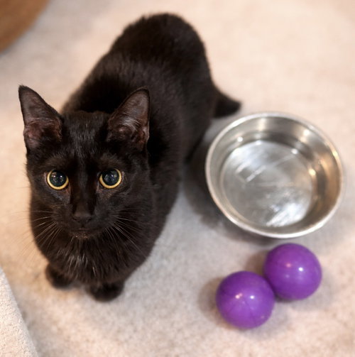 Birdie - Not at the shelter (Faith)