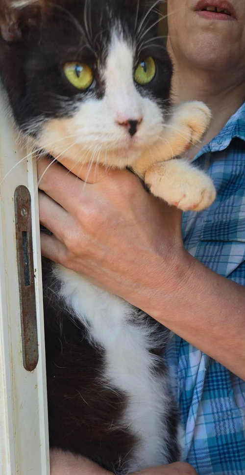 Amy’s male - Not at shelter