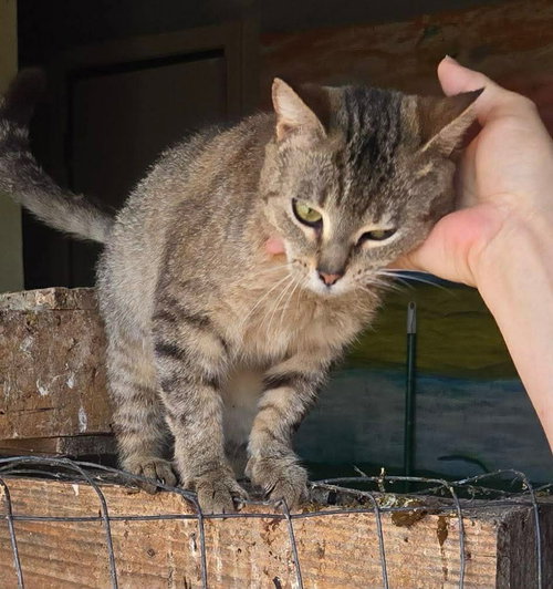 Amy’s Tabby - Not at shelter