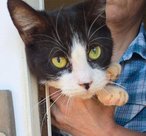 Amy’s Female - Not at shelter