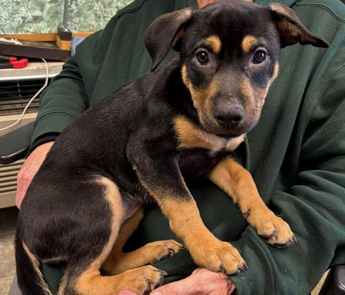 Harmony - At shelter