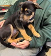 Harmony - At shelter