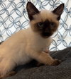 Sprout: Not at the Shelter (Faith) Avail 4/10