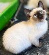 Sprout: Not at the Shelter (Faith) Avail 4/10