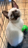 Bloom: Not at the Shelter (Faith) Avail 4/10