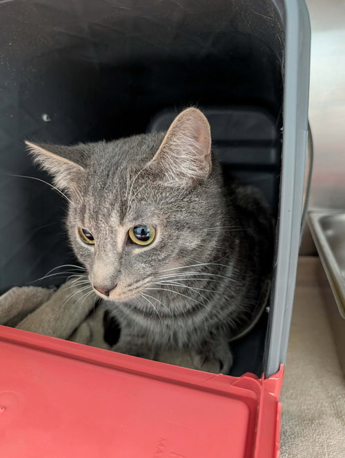 Snickers - At shelter