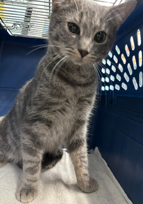 Snickers - At shelter