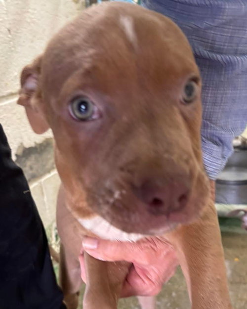 Karma: Not at shelter (Briggs family)