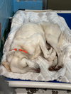 Louis -  At shelter (available 3/23