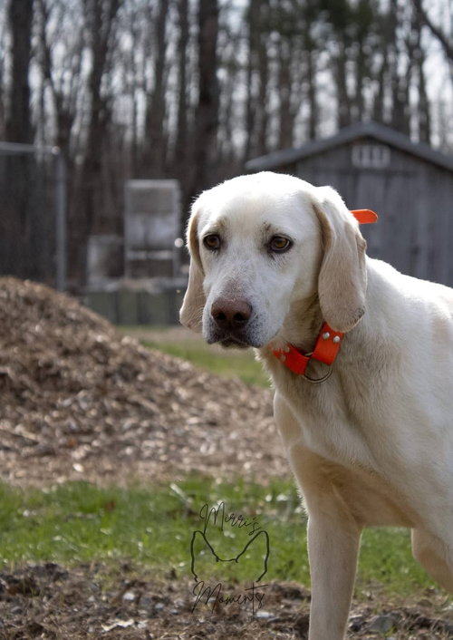 Louis -  At shelter (available 3/23