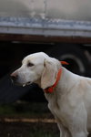 Louis -  At shelter (available 3/23