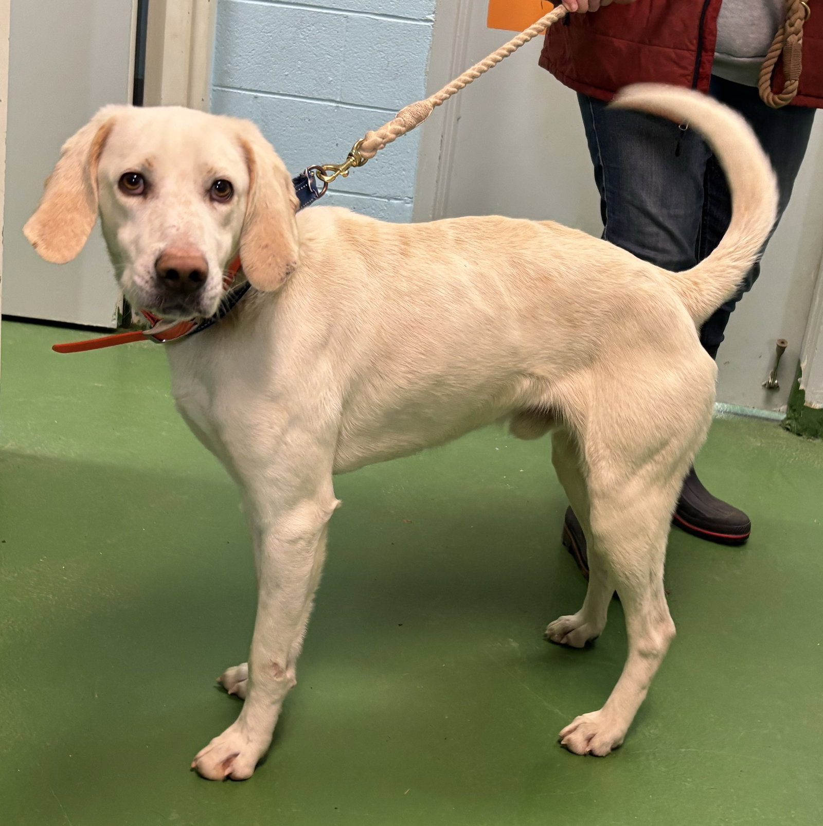 Louis: Not At shelter (Wendy) Image