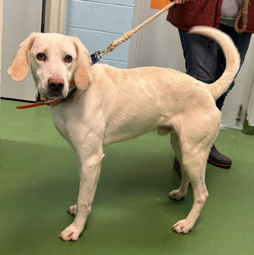 Louis: At shelter (available 3/23