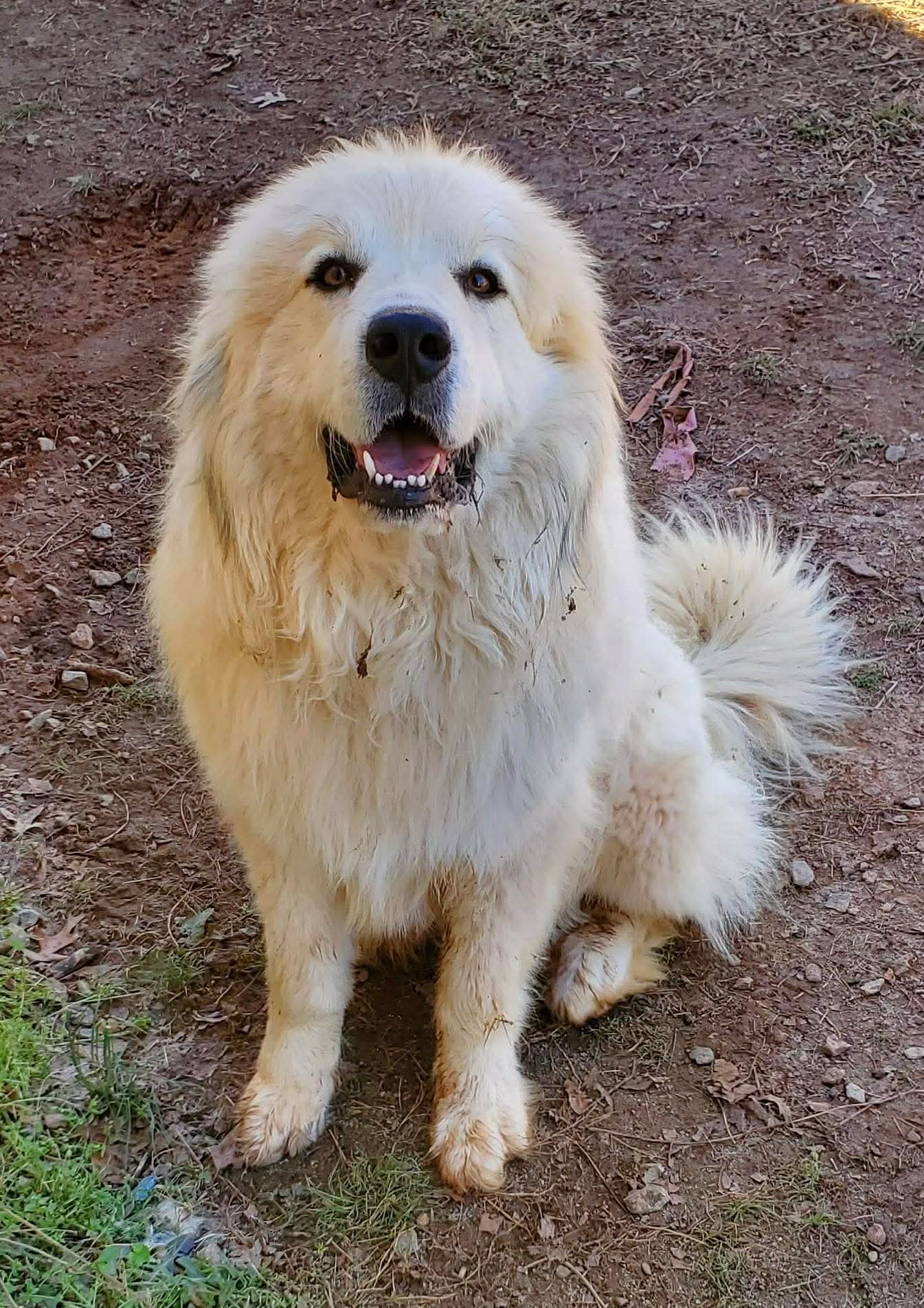 Pollux: Not at shelter Image
