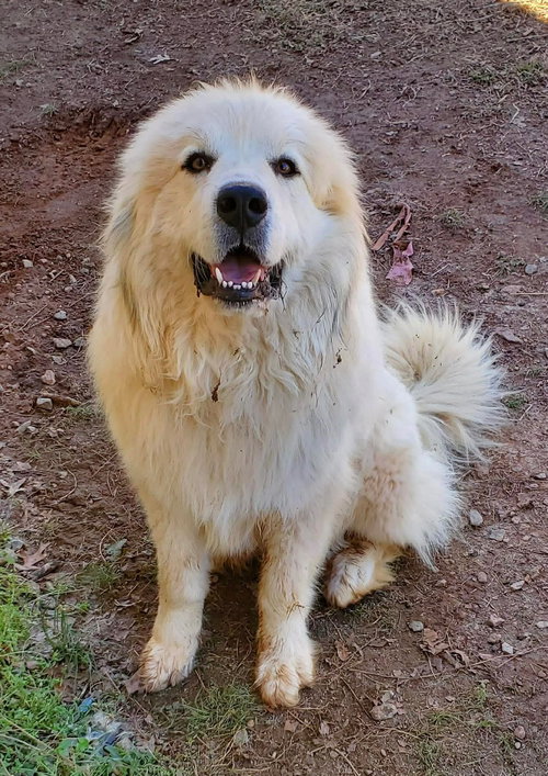 Pollux: Not at shelter