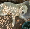 Pollux: Not at shelter