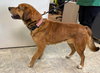 Ireland: At shelter available  3/23