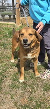 Ireland: At shelter available  3/23