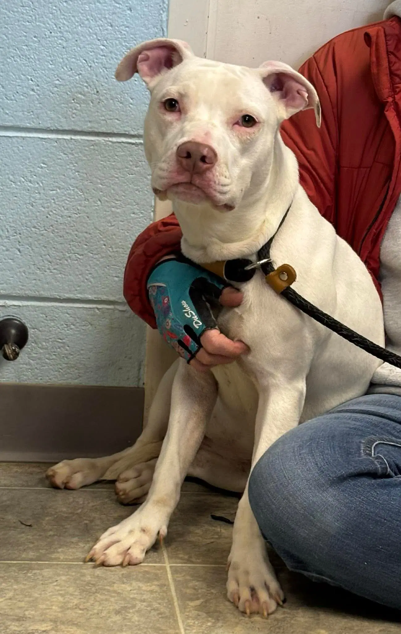 Rainbow Brite Not At The Shelter Barbe image 4
