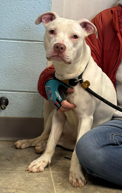 Rainbow: At shelter available 3/22