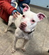 Rainbow: At shelter available 3/22