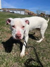 Rainbow Brite: Not at the shelter (Barbe)
