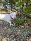 Rainbow Brite: Not at the shelter (Barbe)