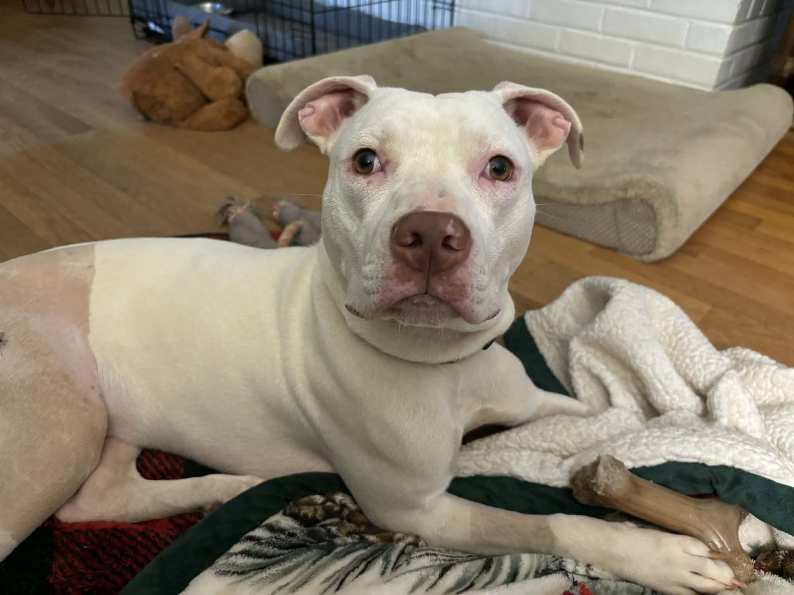 Rainbow: Not at the shelter (Barbe) Image