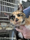 Patches - At shelter