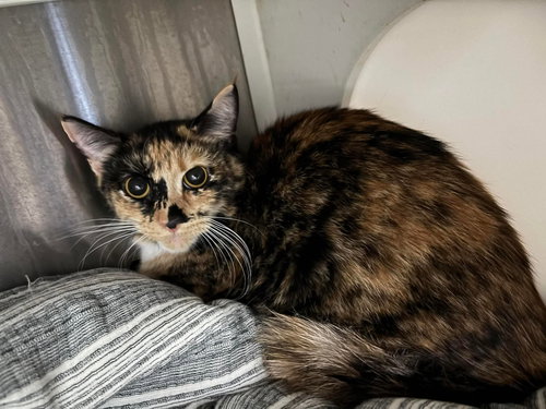 Patches - At shelter