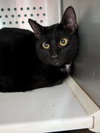 Luna - At shelter
