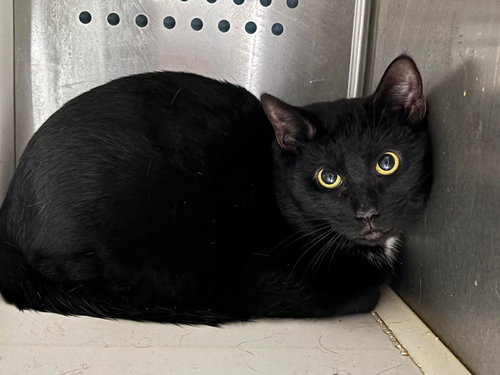 Luna - At shelter