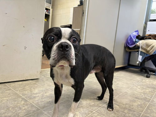 Benny: (not at the shelter) available 3/29