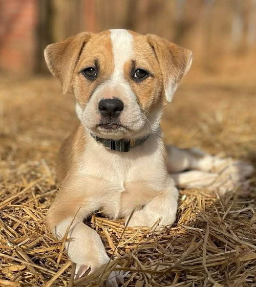 Dear - not at shelter (Joan) available 3/22